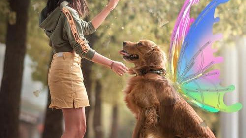 Make Your Dog the Star with Fairy Wings! 🧚♀️✨