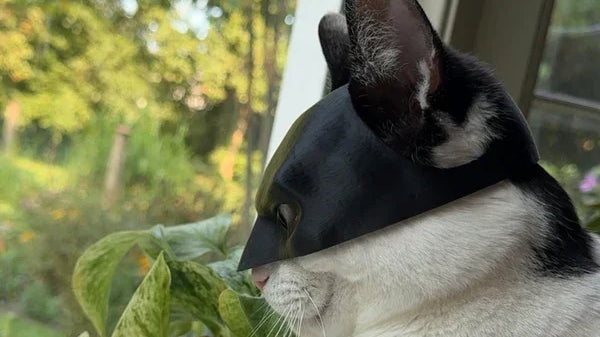 Best Cat Batman Mask™ for Halloween 2024