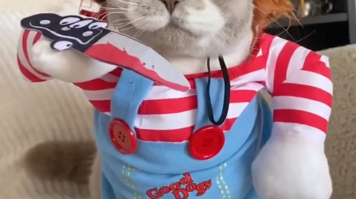 Chucky Cat Costume: Best Halloween Costume for Cats