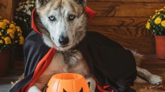 Dog Vampire Costume