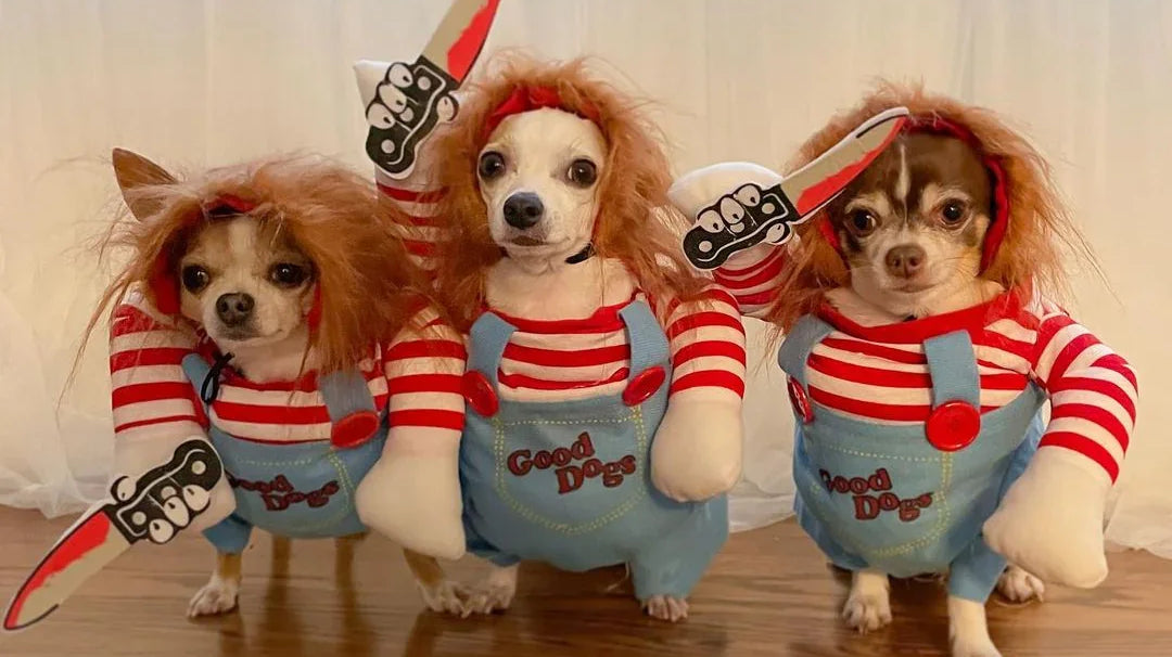 Chucky Dog Costume : Unleash the Horror ! 🔪🎃