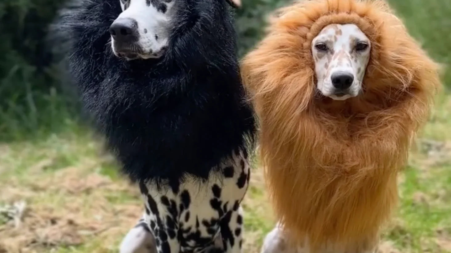 🐶 Lion Dog Costume: Transform Your Dog into the King of the Jungle! 🦁