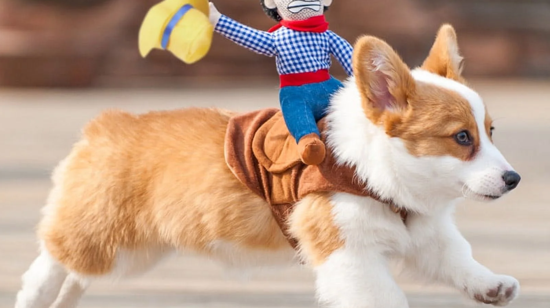 Cowboy Pet Costume : Get Your Dog/ Cat Ready for the Wild West ! 🐕🤠