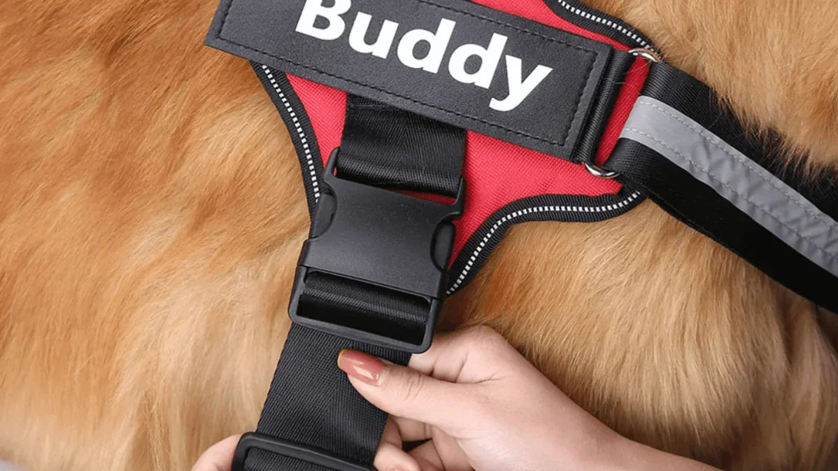 dog harness
