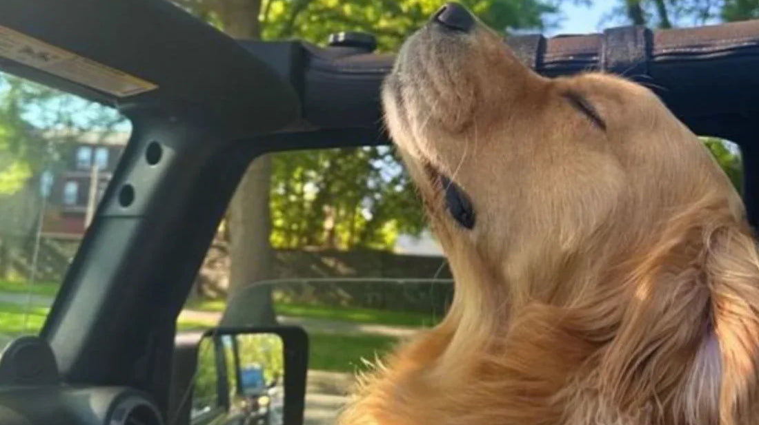 Discover the Perfect Accessories and Toys for Your Dog or Cat!
