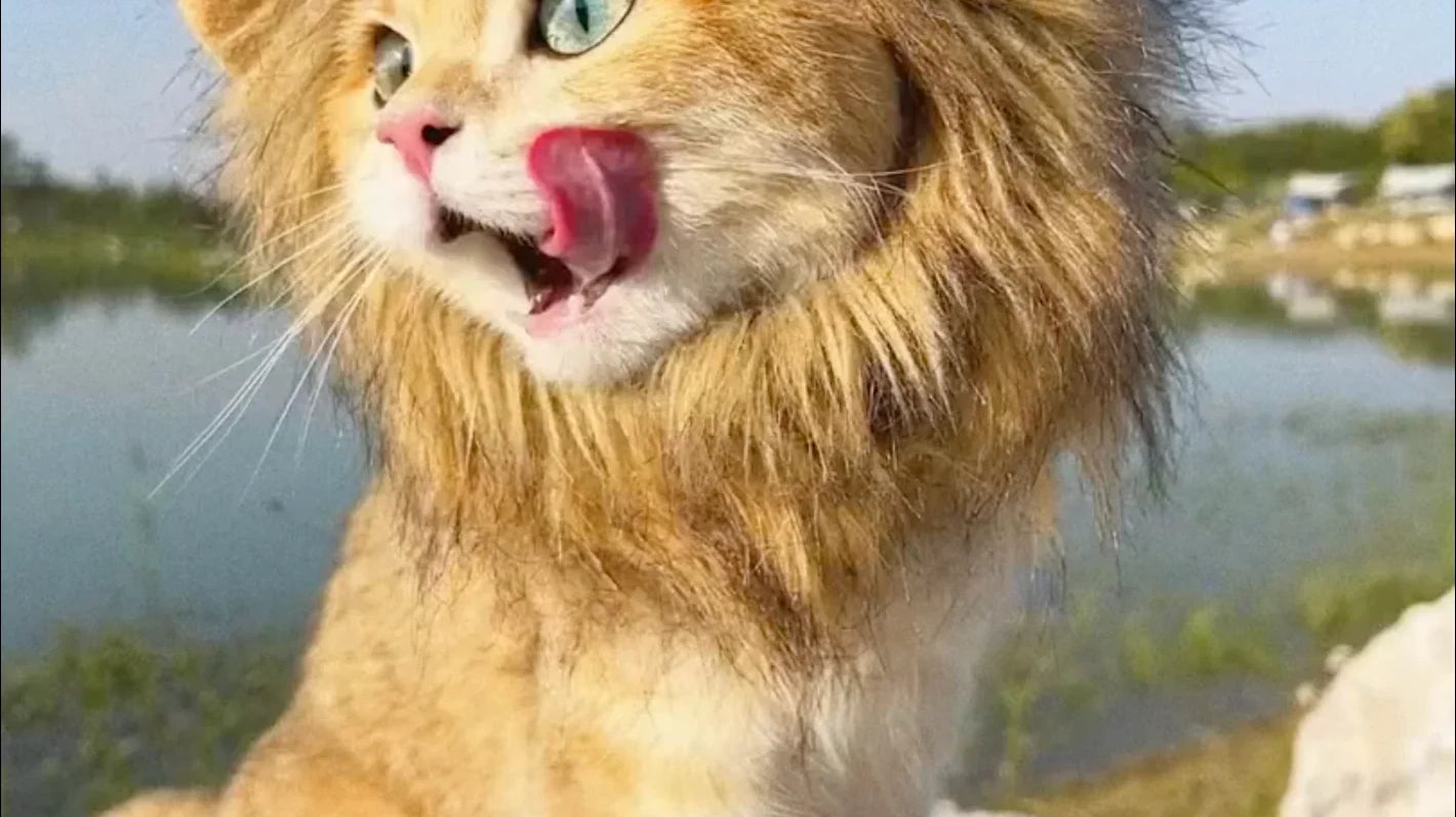 Cat Lion Costume: The Perfect Halloween Costume for Your Feline Friend! 🦁🐱