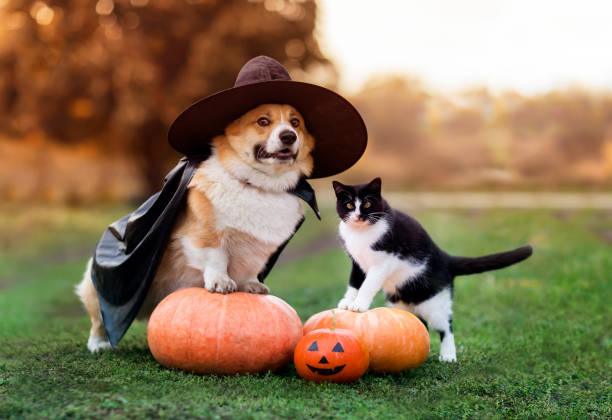 Halloween dog and cat costume