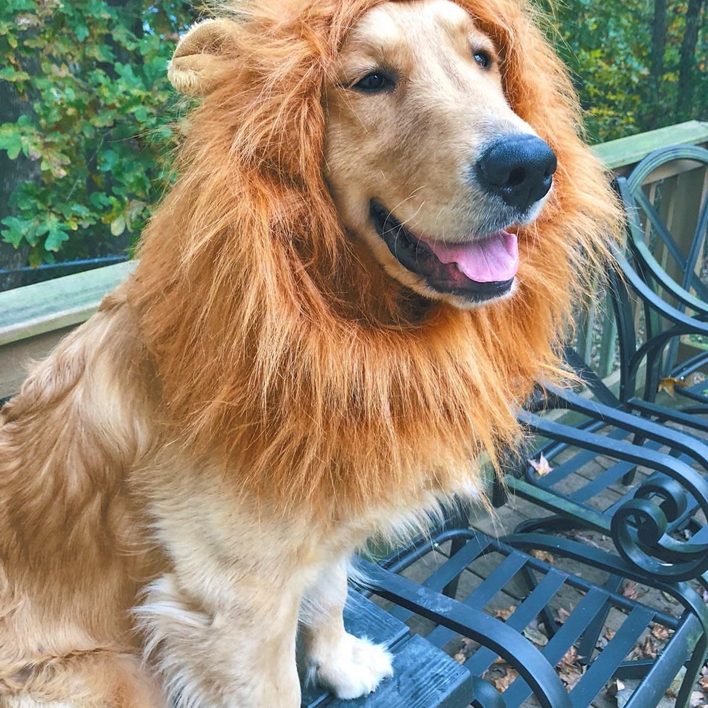 Lion Dog Costume - HappinessPaws