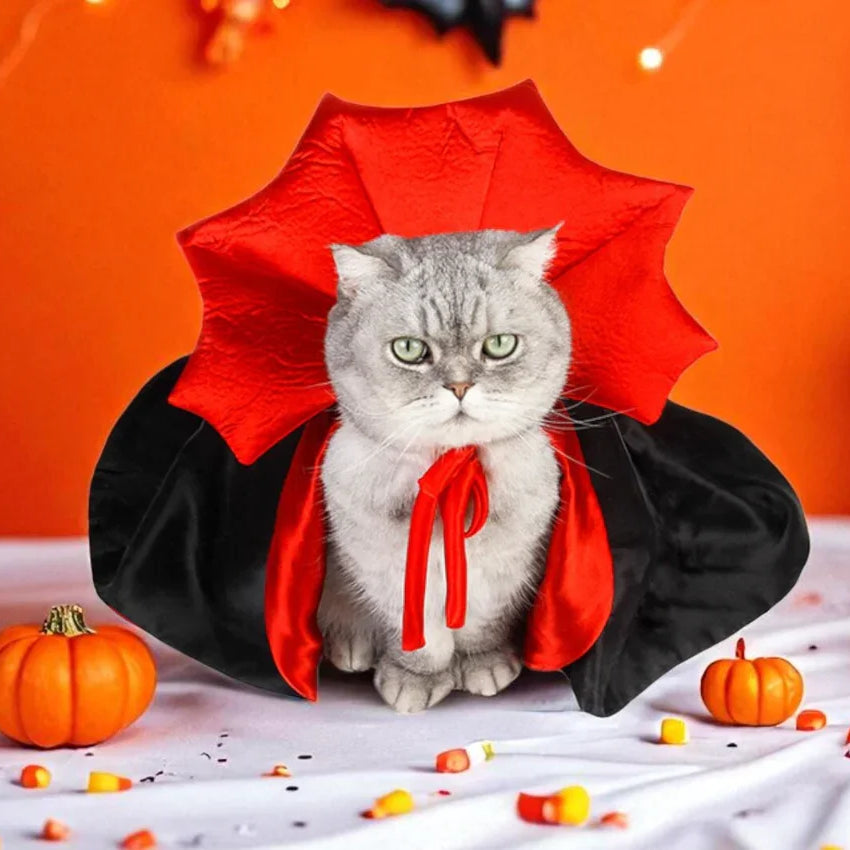 Cat in a Halloween costume with a red cape and black outfit, surrounded by pumpkins and candy on an orange background.