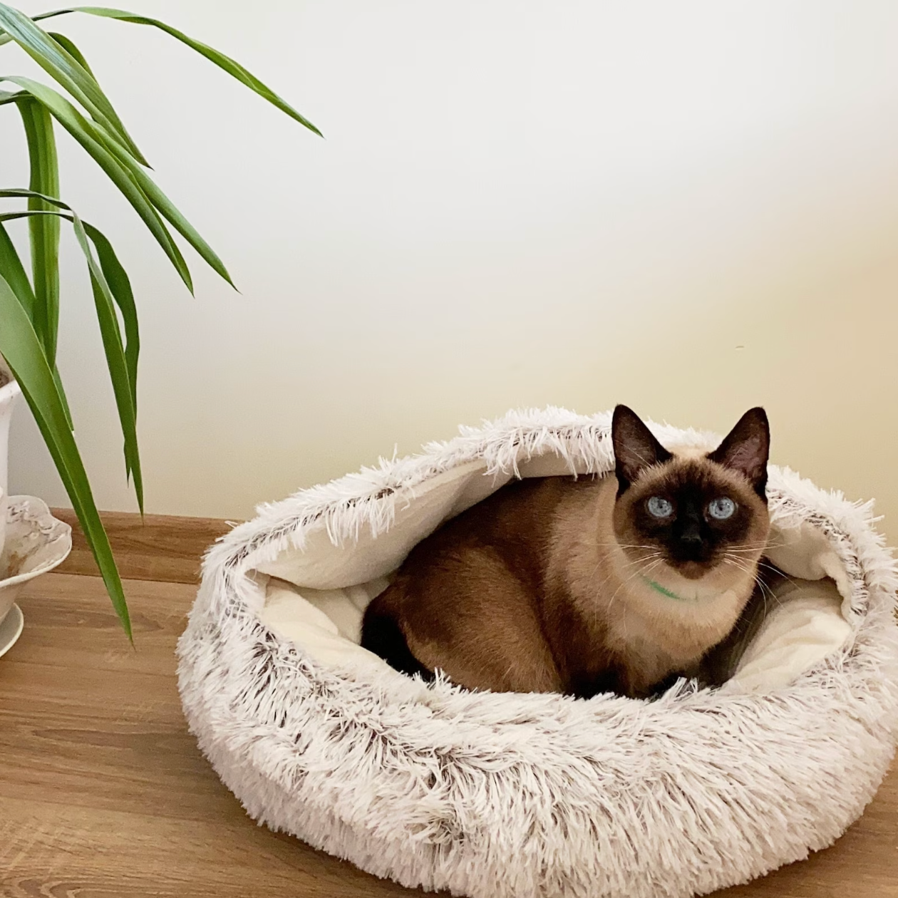 Cat Cozy Cocoon HappinessPaws™ - Ideal bed for cats seeking a soft and secure nap spot