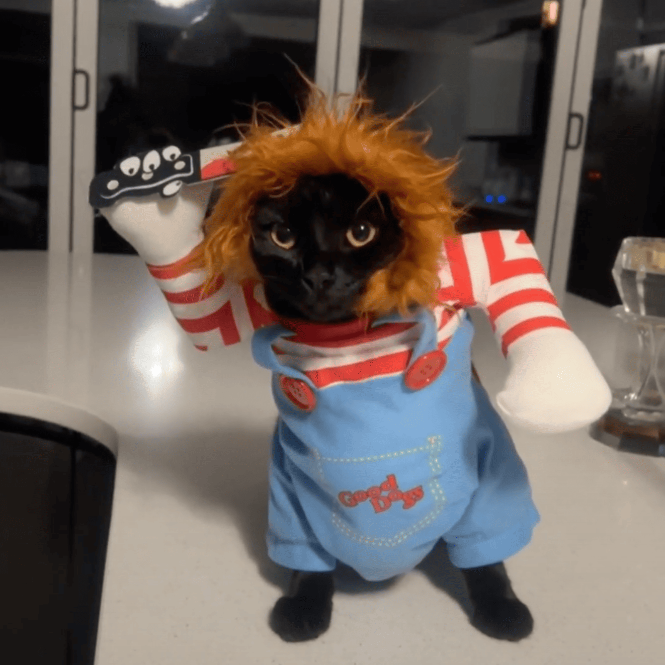 Black cat dressed in a Chucky costume with a red-striped shirt, holding a toy knife.