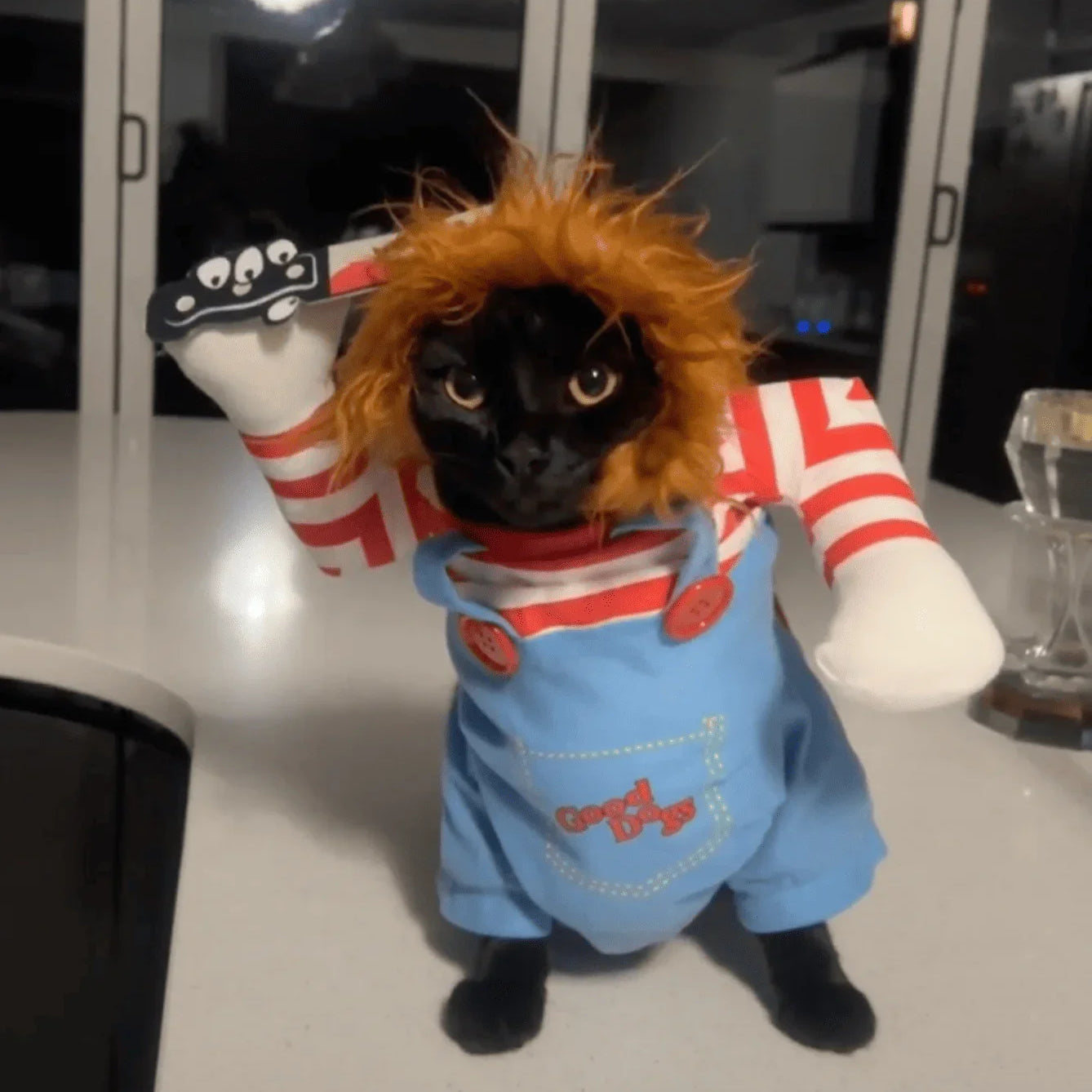 Black cat dressed in a Chucky costume with a red-striped shirt, holding a toy knife.