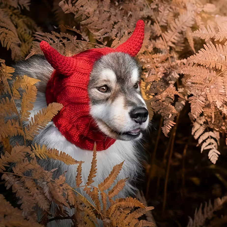 Dog wearing knit devil dog hat with horns in outdoor setting