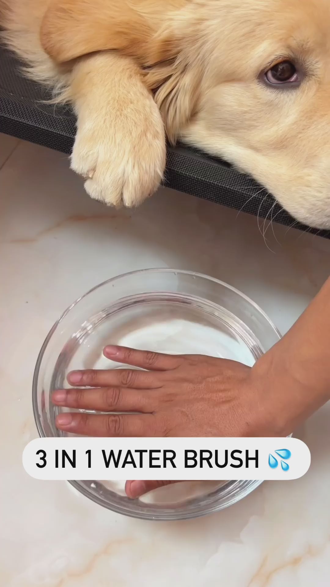 3 in 1 Water Dog Brush HappinessPawsâą Video Presentation