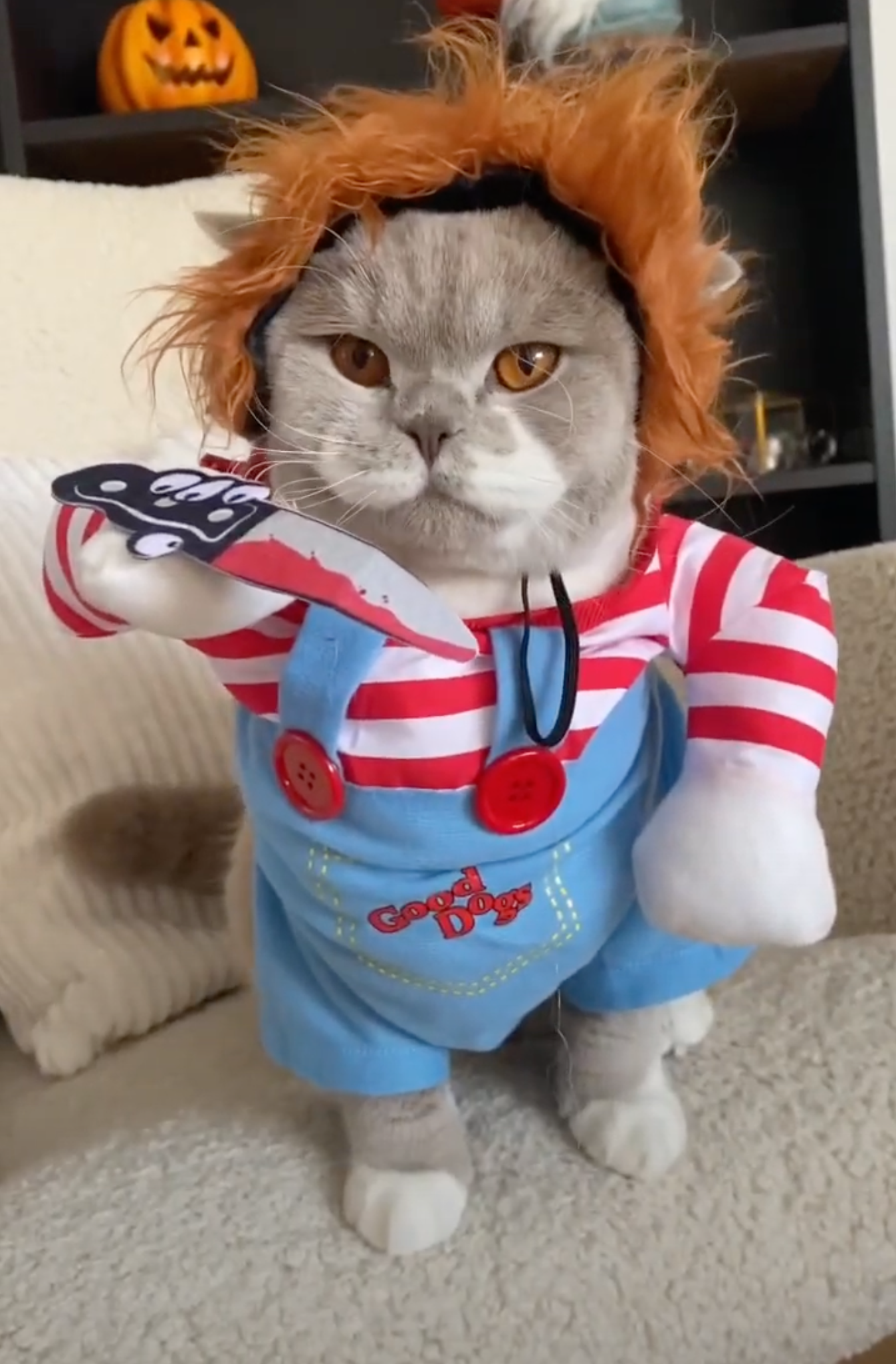 Chucky Cat Costume: Best Halloween Costume for Cats