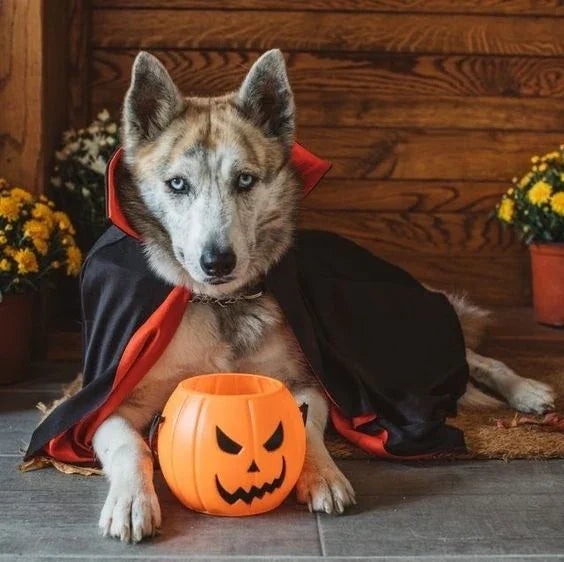Dog Vampire Costume