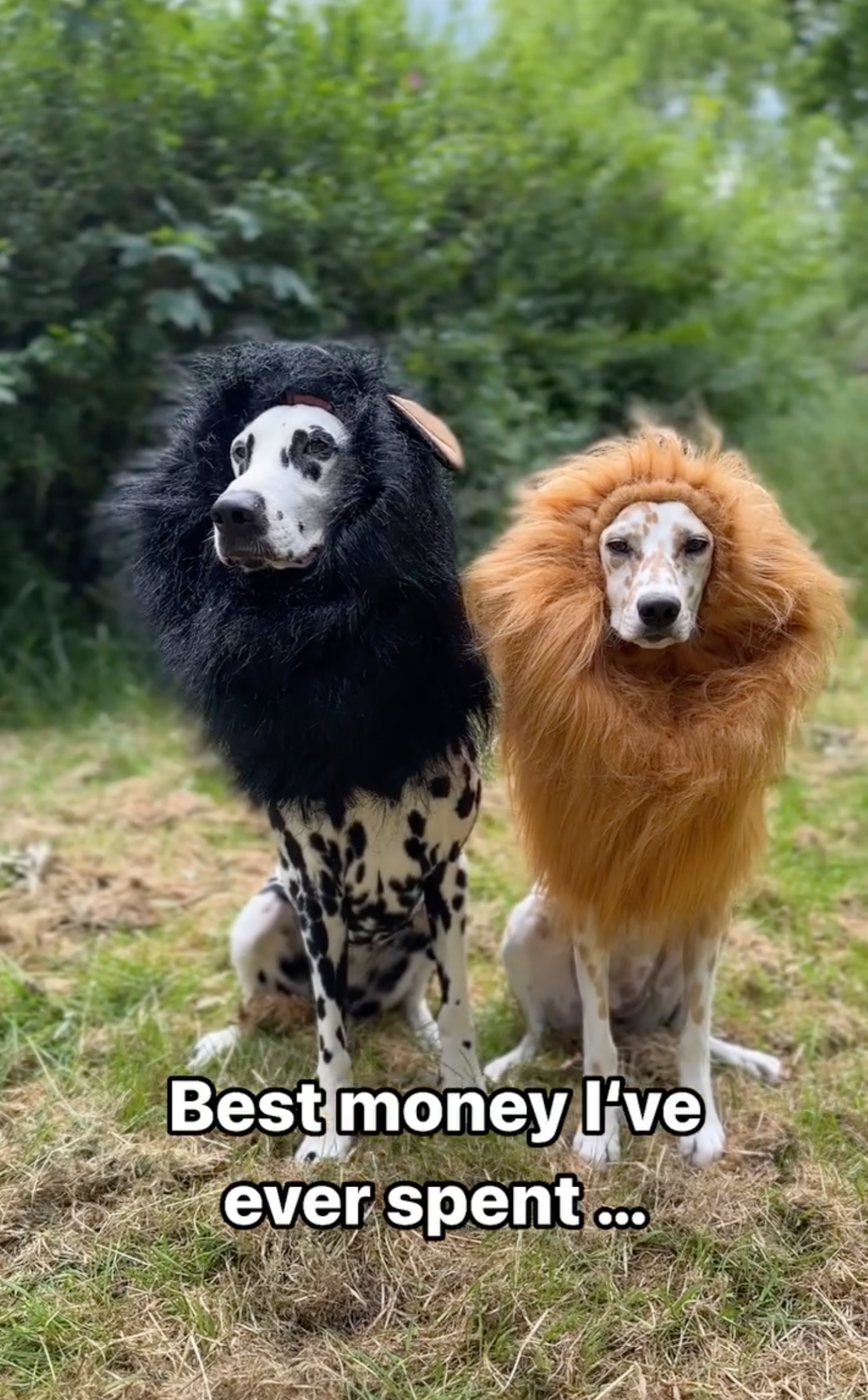 🐶 Lion Dog Costume: Transform Your Dog into the King of the Jungle! 🦁