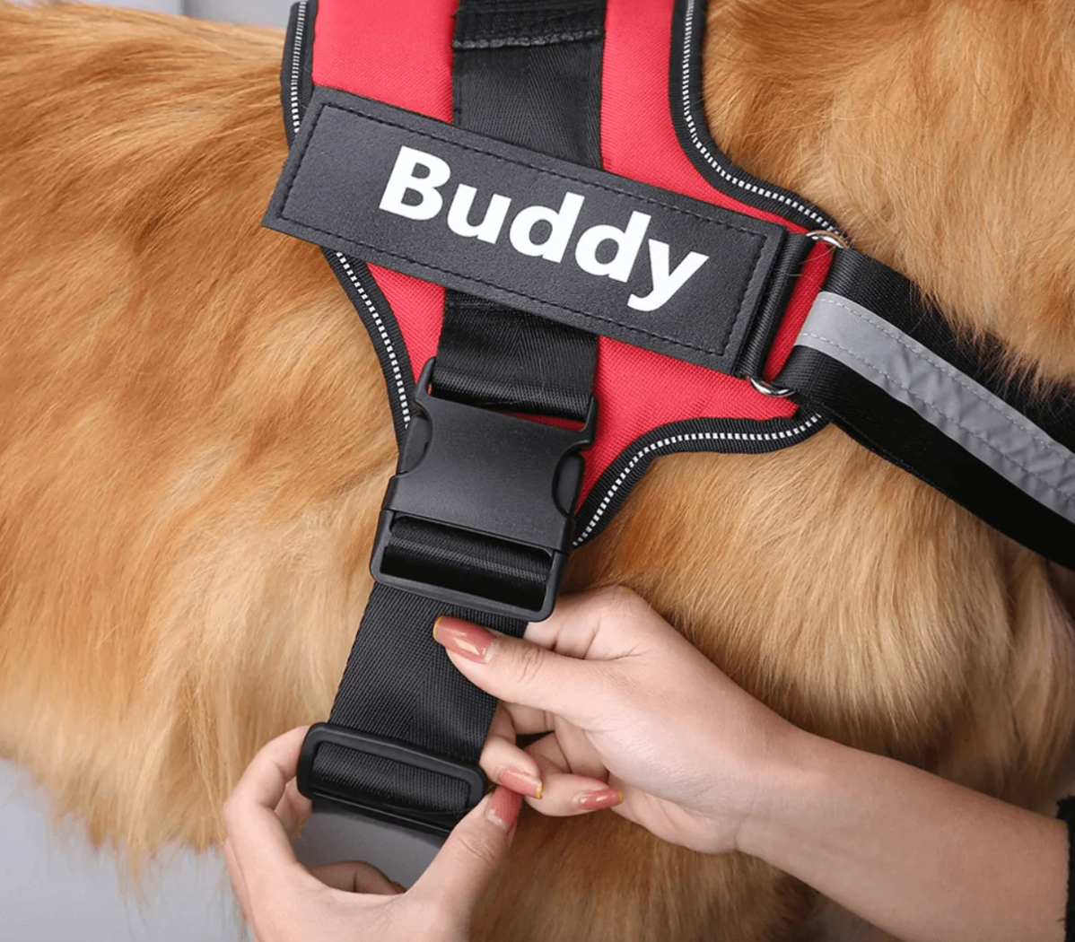 dog harness