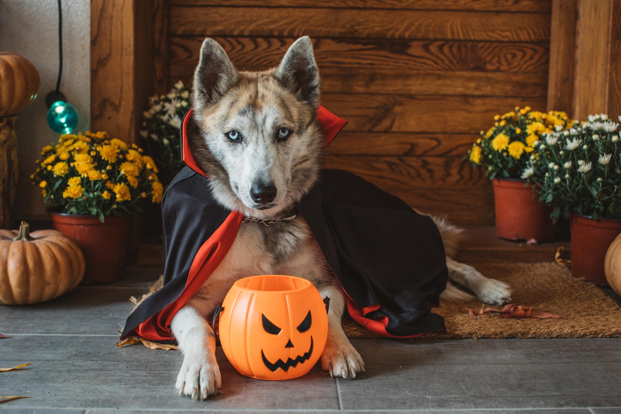 Dog Halloween