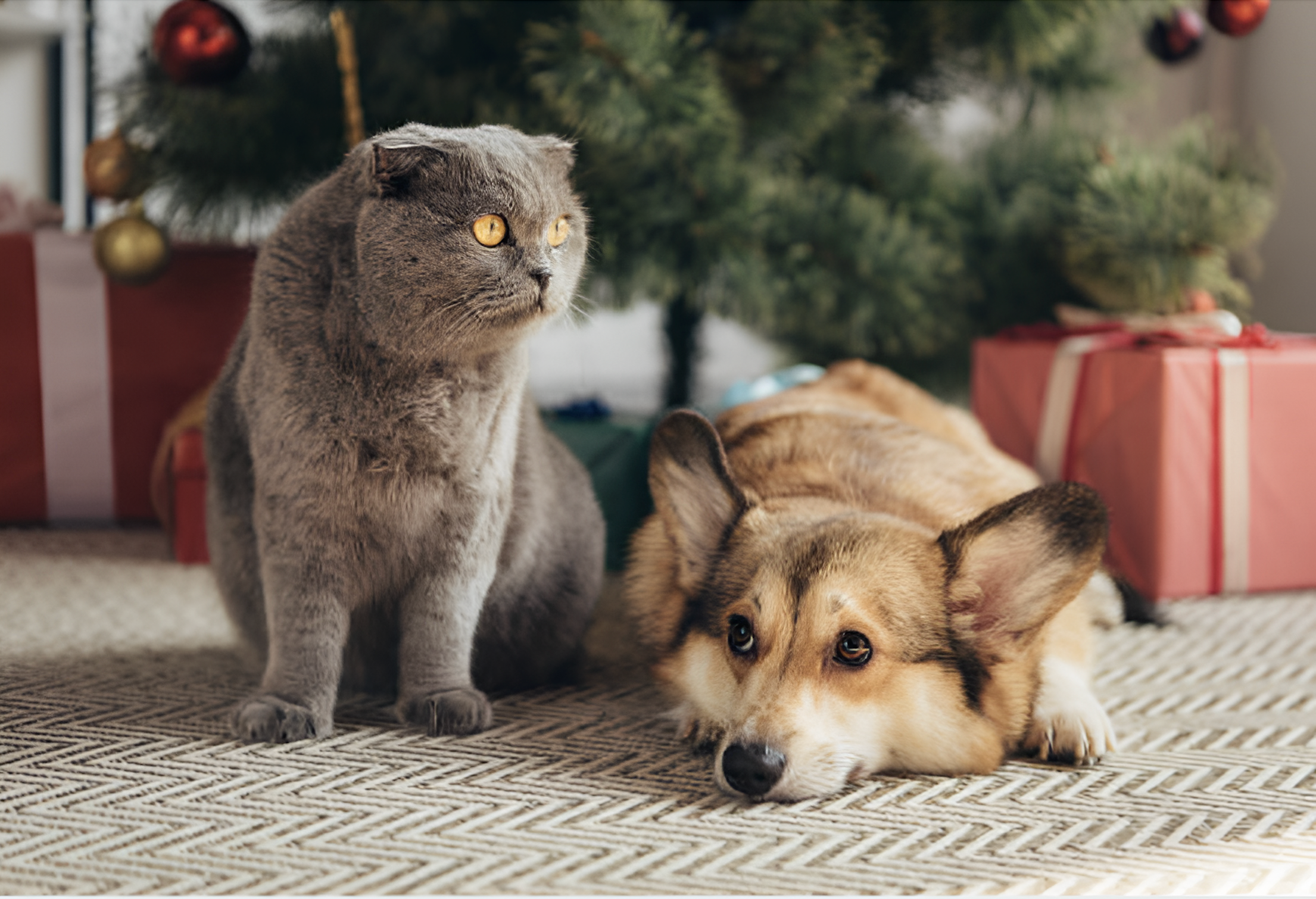 Christmas Pet Collection 🎄- Gifts & Essentials 🎁 HappinessPaws.com