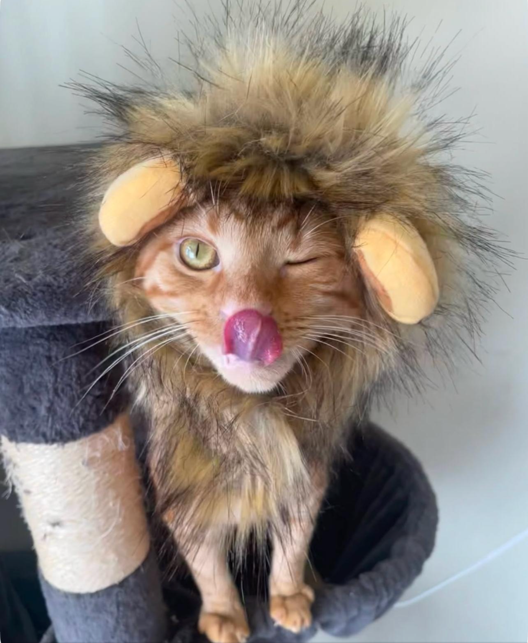 Lion cat costume