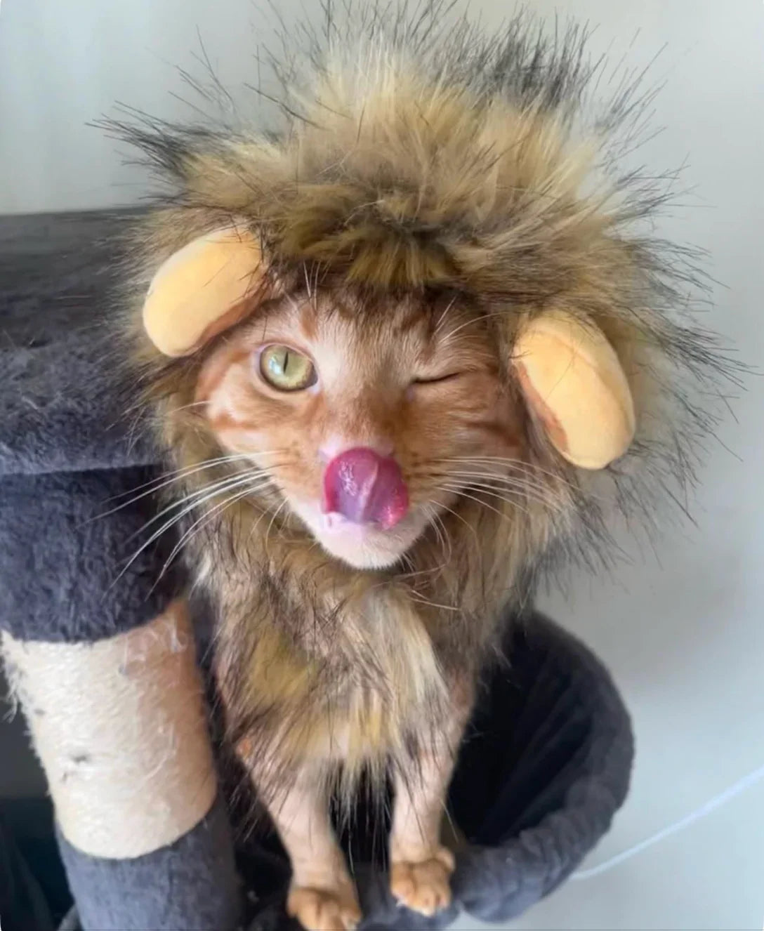 Lion cat costume
