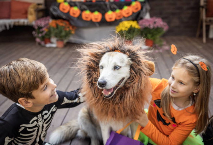 Dog costumes