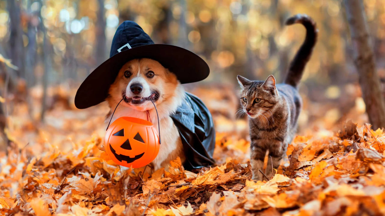 HappinessPaws Halloween costume collection