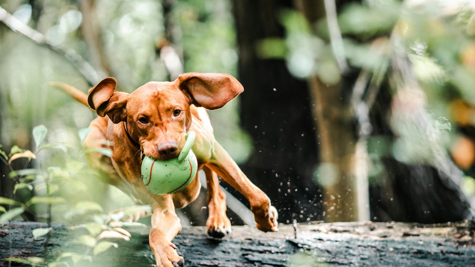 Dog toys collection HappinessPaws 