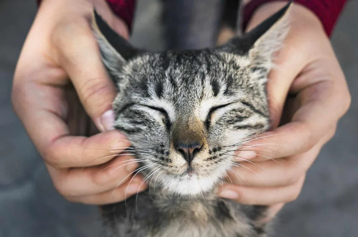 Cat accessories