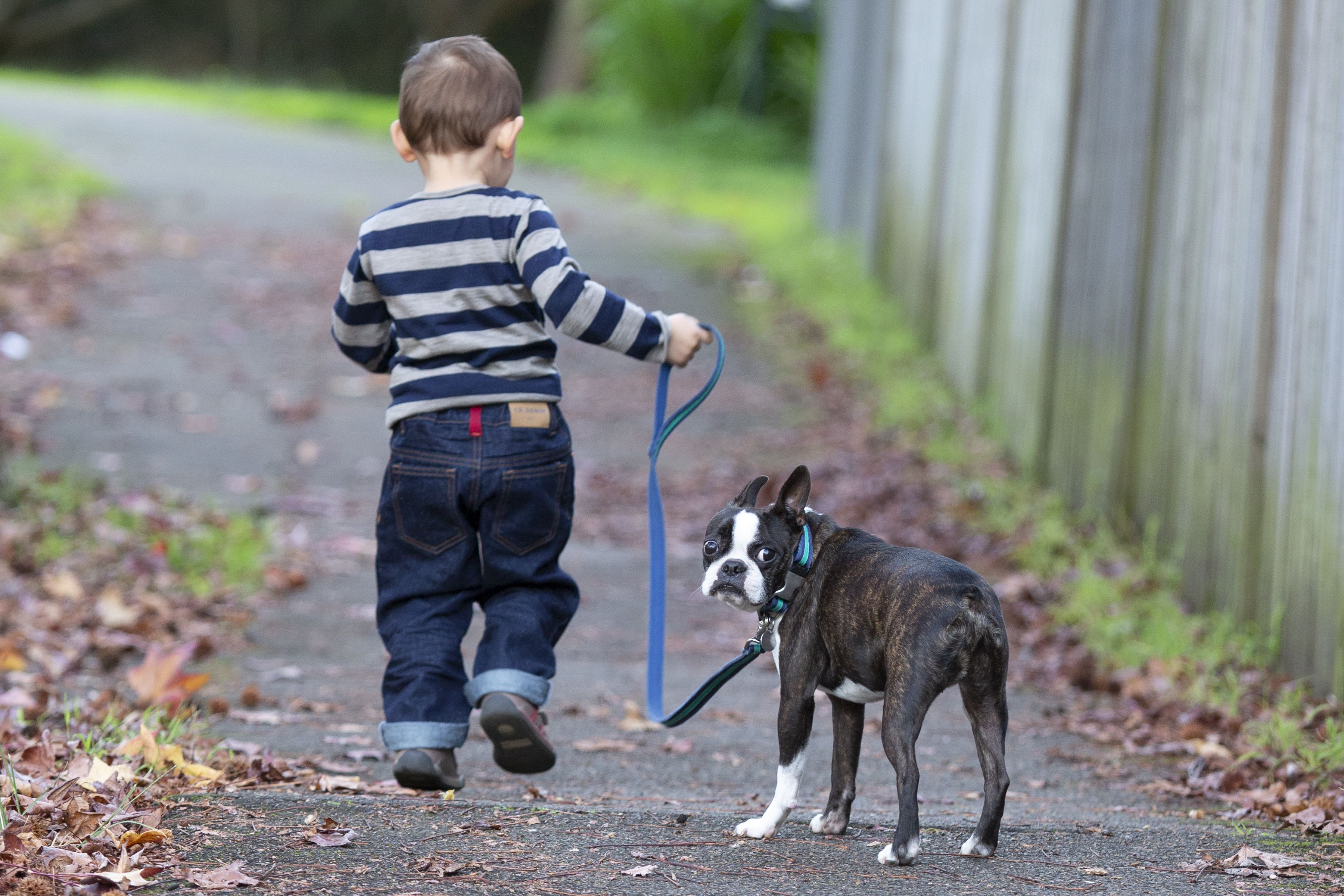 Dog Collars, Leashes & Harnesses