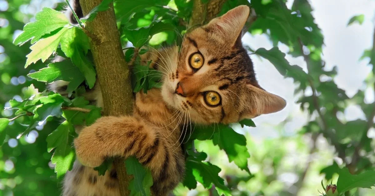 Cat tree