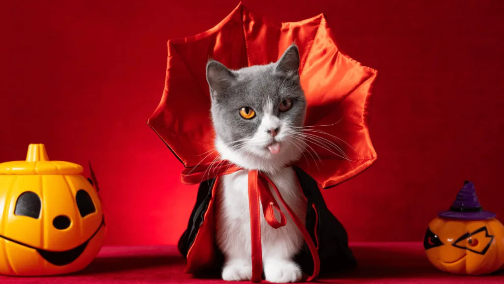 Cat Halloween