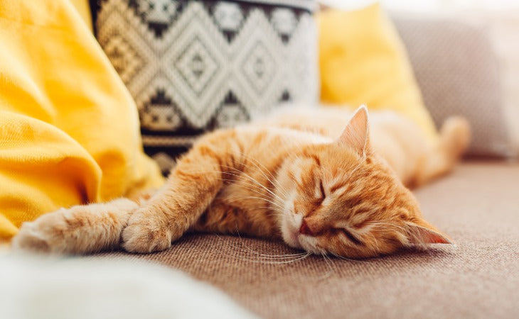 Cat Beds