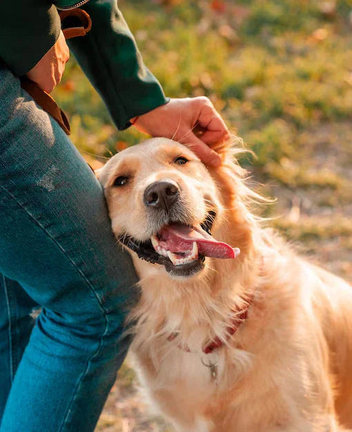 Dog Accessories