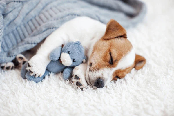 Dog Beds