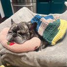 A contented dog lounging on the Pink Dog Calming Pillow by HappinessPaws™, experiencing the gentle support and warmth it offers for rest and relaxation