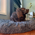 An M-sized Charcoal Absolut Soothing Bed by HappinessPaws™, offering a 70 by 70 centimeter cozy space for pets to relax