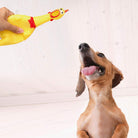 Screaming Chicken Dog Toy: Provide laughter and excitement during playtime with your pet.