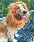 Lion Dog Costume - HappinessPaws