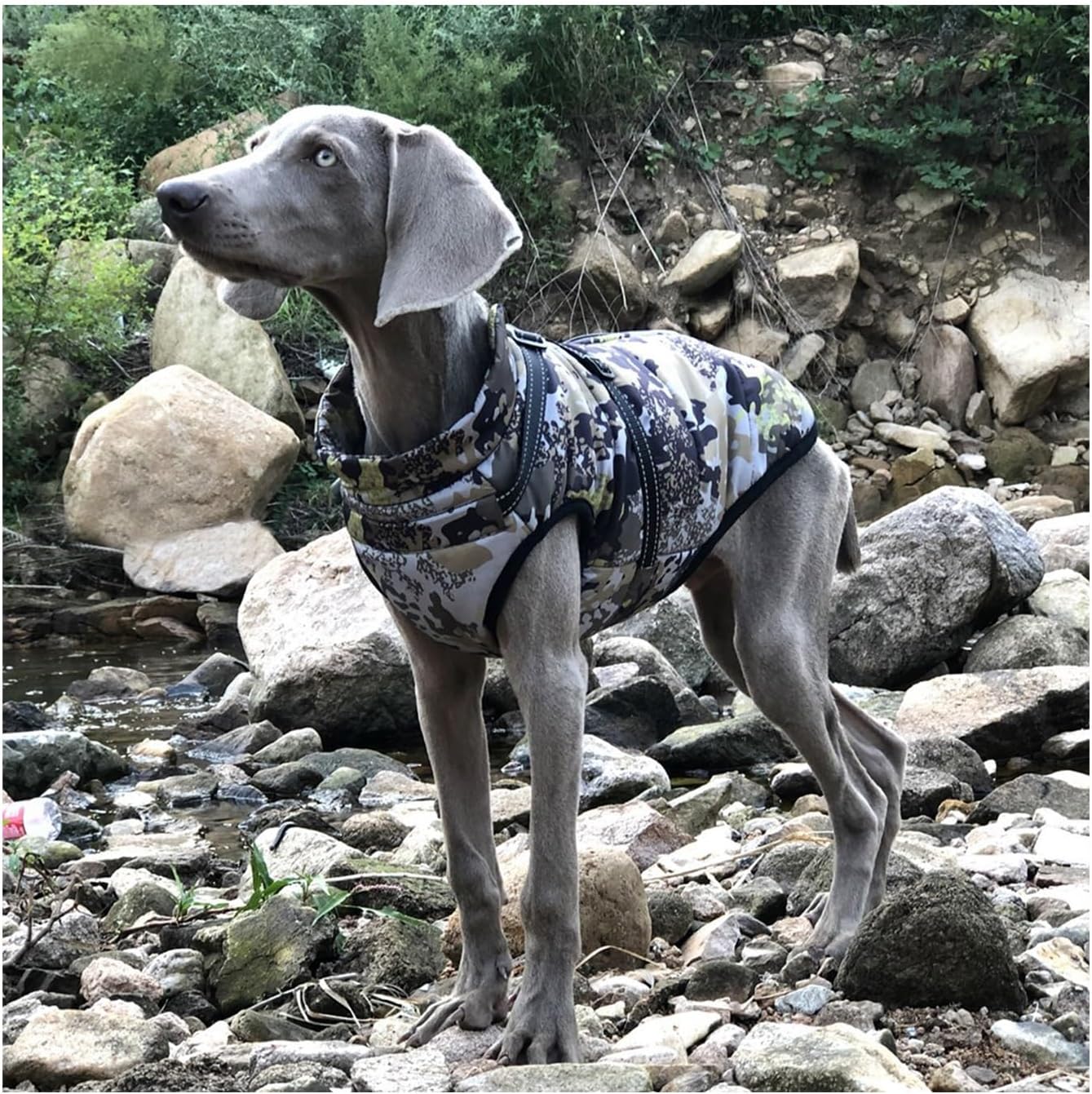 A dog blending into the surroundings with the Camo Dog Coat with Harness by HappinessPaws™, perfect for outdoor adventures