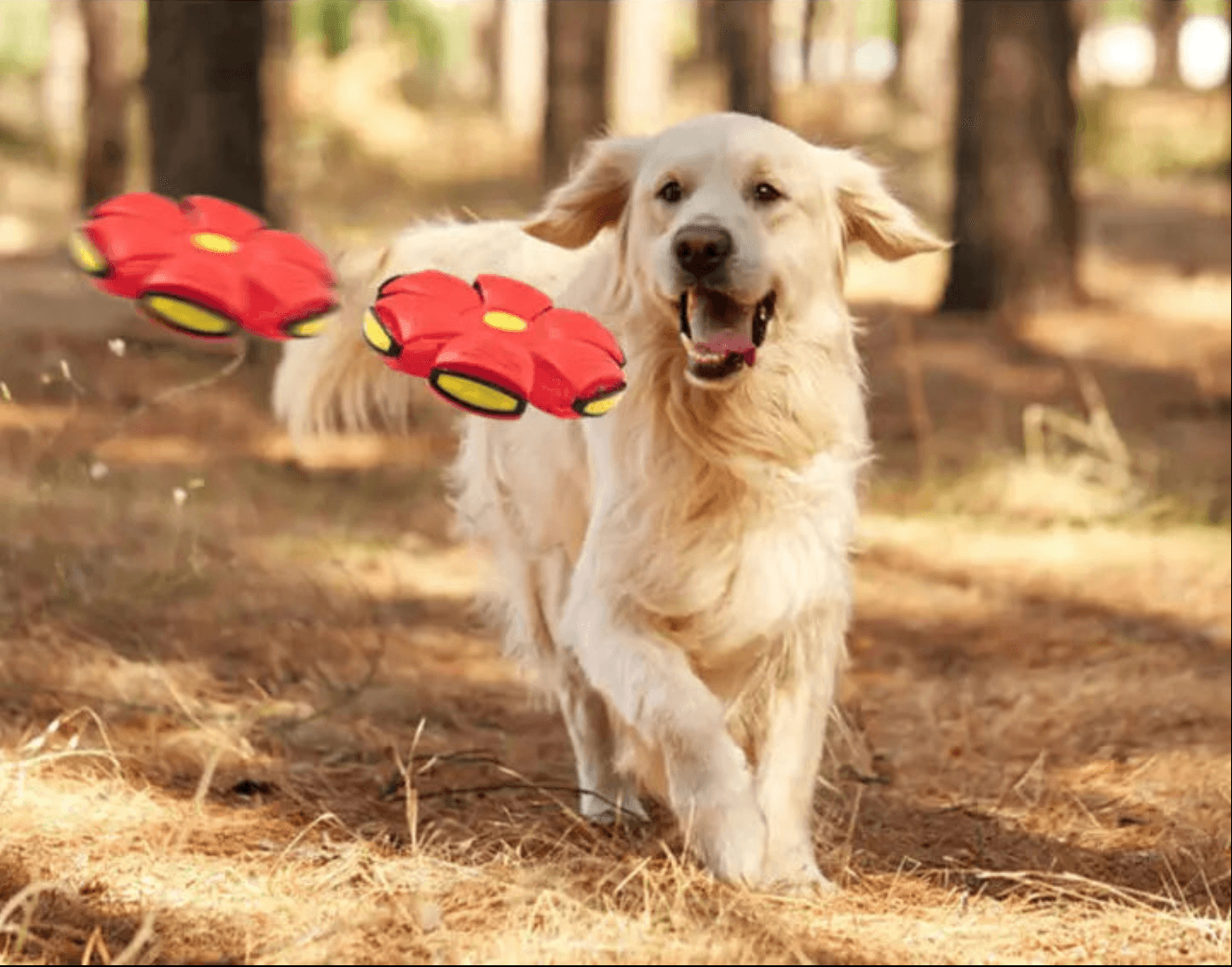 The Flying Saucer Ball - HappinessPaws