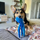 The Octopus Indestructible & Squeaky toy by HappinessPaws™: a durable and entertaining toy for dogs.