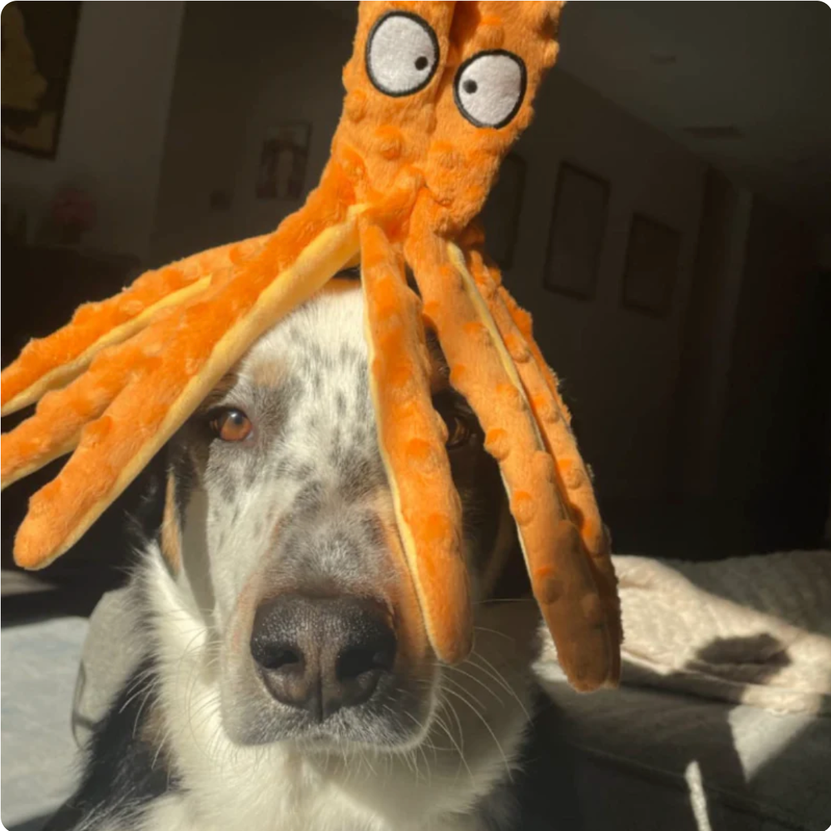 The HappinessPaws™ Octopus Indestructible & Squeaky toy: a reliable option for dogs who love to chew and play.