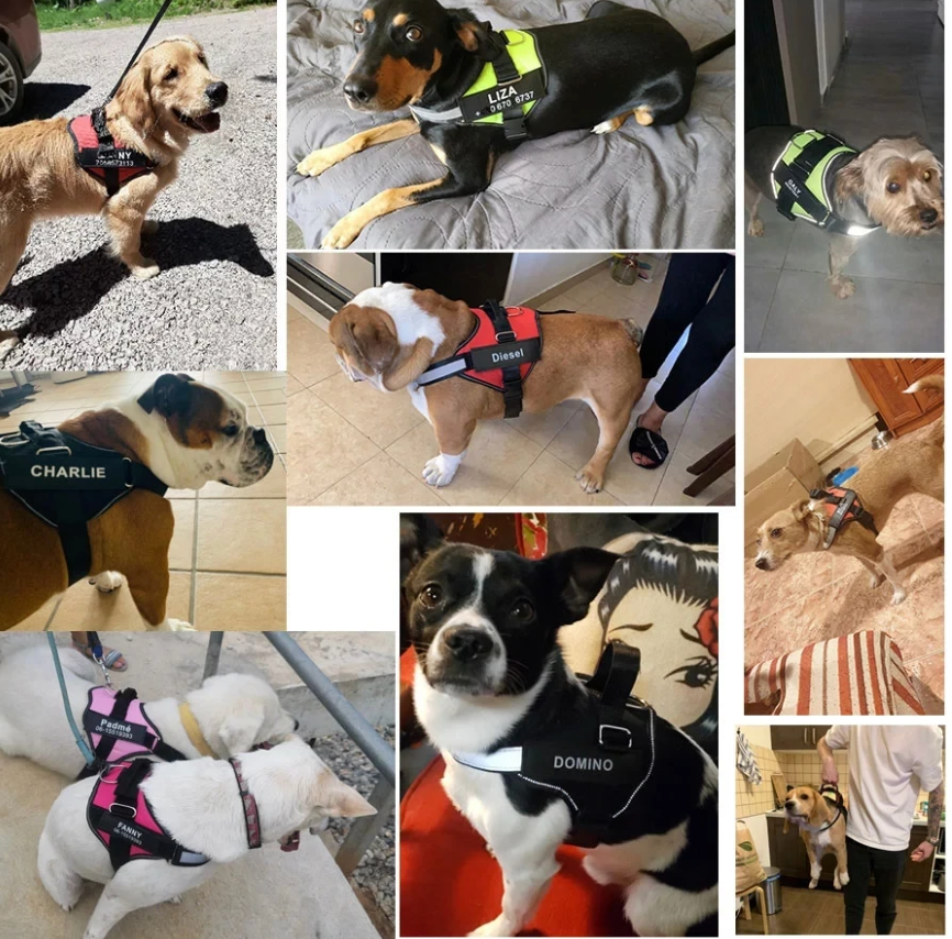 Dog wearing Personalised No Pull Dog Harness HappinessPaws™ - Collection of photos