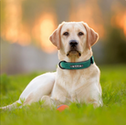 Customized Dog Collar by HappinessPaws™: Add a personal touch to your pet's style.