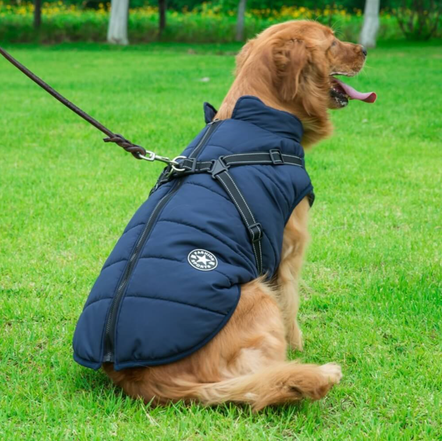 A dog happily wearing the Blue Dog Coat with Harness by HappinessPaws™, ready for a stroll in style