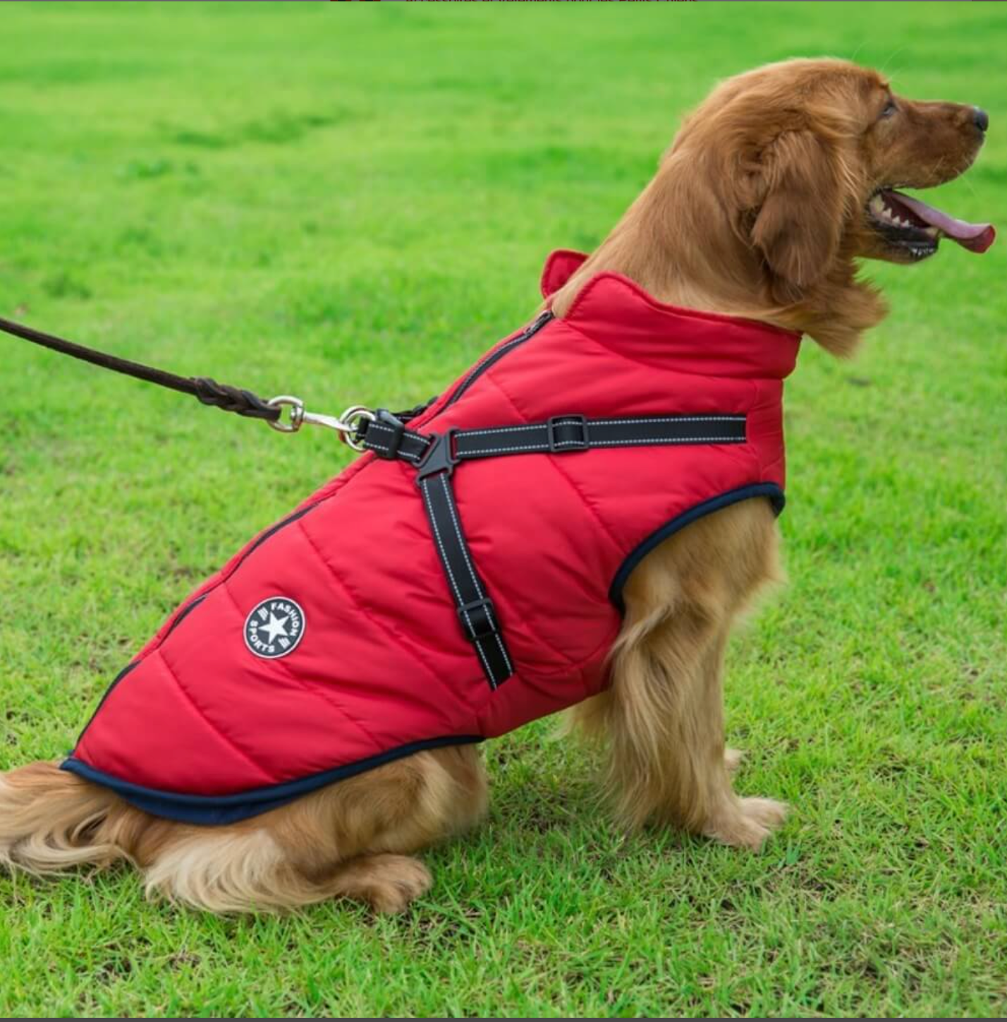 A cheerful pup sporting the Red Dog Coat with Harness by HappinessPaws™, staying warm and fashionable on winter walks.