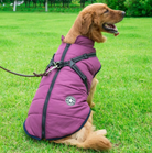 A regal-looking dog in the Purple Dog Coat with Harness by HappinessPaws™, showcasing both style and comfort