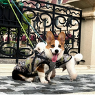 Two dogs playing into the surroundings with the Camo Dog Coat with Harness by HappinessPaws™, perfect for outdoor adventures